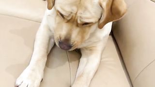 Human and dog intelligence