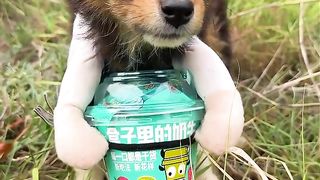 Cute pet dog