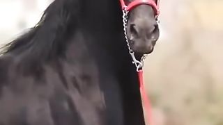 Black beauty horse