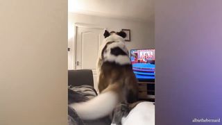Funniest Dogs and Human Video 2023!