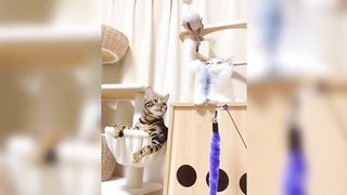 Funny Funniest Cats And Pets Funny moments of the animals #2023 Competition ????