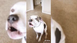 Playful Paws ???? Dogs in Action Compilation ????