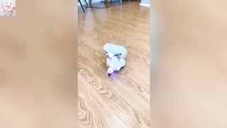 Trending Funny Animals ???? Funniest Cats and Dogs ???????? 2