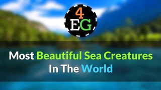 amazing creature in the world
