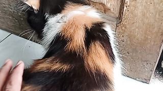 Kucing lucuz2