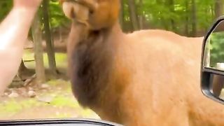 animal funny video !! part3#short