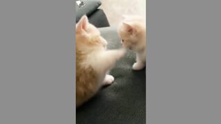 cute cats 11