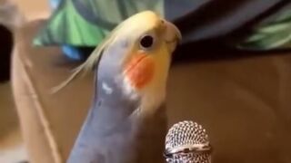 collection of funny animal videos -- parts 1