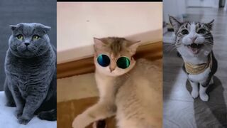 collection of funny animal videos -- parts 2