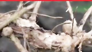 rhizobium bacteria help farmers