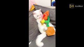 crazy cats funny