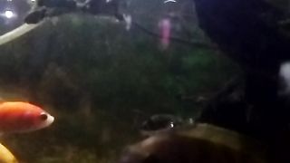 Animal lovers 564