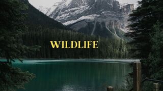 Wild nature