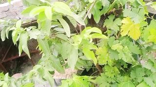 نرسری سے پودا لینے کی پہچان