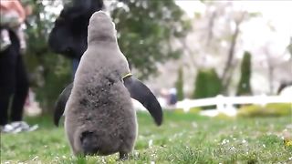 Penguin chicks looking at cherry blossoms