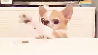 Dogs that can't take the bait