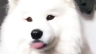 Bait, switched dog.