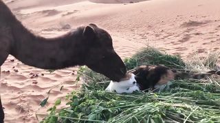 Cat being licked by camel