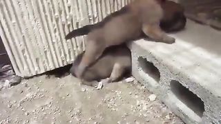 Puppies using their mates to get to their mother's dog.