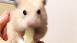 Hamsters that are bad at eating broccoli.
