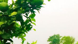 Oranges plants
