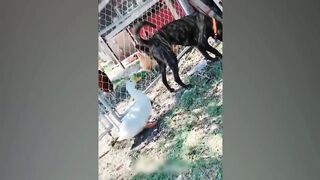 1 Hour Trending Funny Dogs And Cats Videos ???? Funniest Cats and Dogs ???????? 2