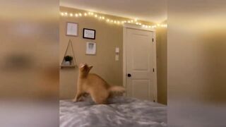 New Funny Animals 2023 ???? Funniest Cats and Dogs ???????? 2
