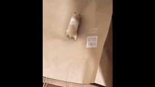 Funny Hamsters Videos Compilation #3 | Funny and Cute Moment of the Animals
