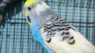 Birds 16