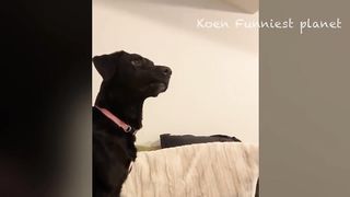 New Funny Animals ???? Funniest Dogs And Cats Videos 2023????????