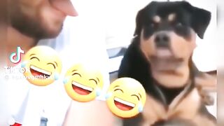 funny video of DOG and Men