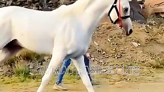 #best#top#horses#dance#2023#on#ARABIC 2