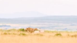 Lion King 5