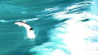 Slide to watch iconic scenes of Dolphins playing with the sea waves!