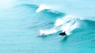 Slide to watch iconic scenes of Dolphins playing with the sea waves! 2