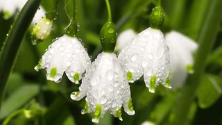 Drops of peace and harmony: calming and relaxing the mind and emotions with the sound of rain.