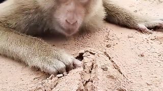 Amazing Best SokYaa, OG, Pao et maman sont célèbres dans le monde entier #shorts.