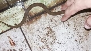 eel animal