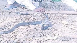 Snake rescue