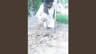 Big black cobra snake