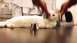 cat logic