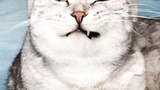 Mama Cat Takes Back Crying Kitten From Toddler