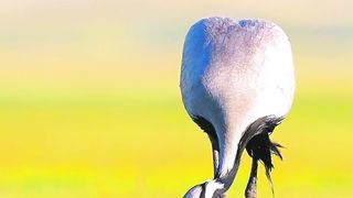 Most Beautiful Birds 23 | Calm In Nature | Natural Beauty | Relaxation