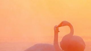 Peaceful Relaxation | Natural Beauty | Most Beautiful Birds 24 | #shortsvideo