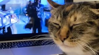 FUNNY CATS-2