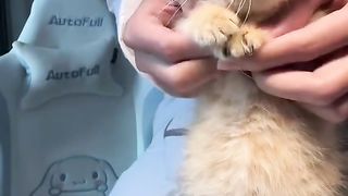 dancing cute kitty-dance with him!