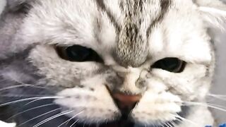 diabolic cat