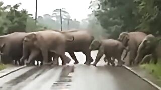 The smartest elephant in the world ❤️.