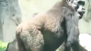 Silverback knows how to handle a Fight ????????.