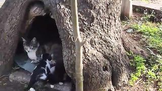 A mother cat always chooses the perfect place to…..